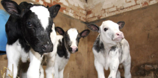 In Irlanda 400 vitelli sono stati ritrovati morti in un allevamento a causa di malnutrizione e malattie 400 vitelli