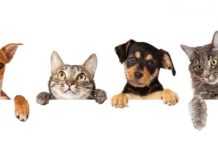 Animali al voto: sono 9 i neoeletti che avevano aderito all’iniziativa pro-pet animali al voto