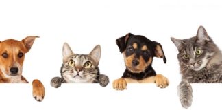 Animali al voto: sono 9 i neoeletti che avevano aderito all’iniziativa pro-pet animali al voto