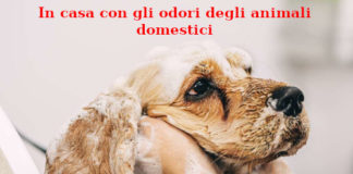 In casa con gli odori degli animali domestici odori