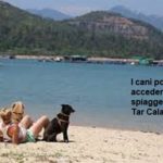 I cani possono accedere nelle spiagge libere. Tar Calabria