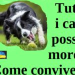 Tutti i cani possono mordere. Come conviverci
