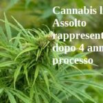 Cannabis light. Assolto rappresentante dopo 4 anni di processo
