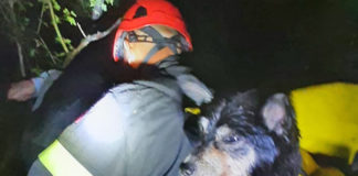 Chiampo, cagnolino precipita in burrone: salvato dai vigili del fuoco chiampo vigili del fuoco arzignano cagnolino