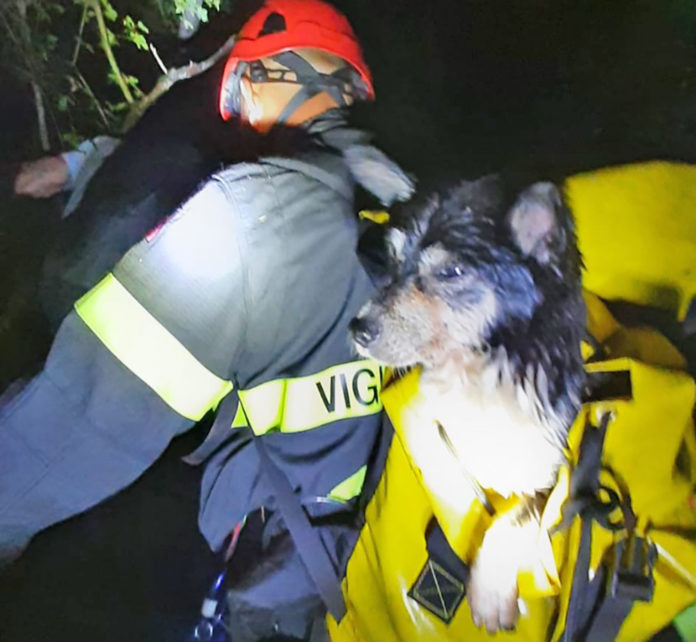 chiampo vigili del fuoco arzignano cagnolino