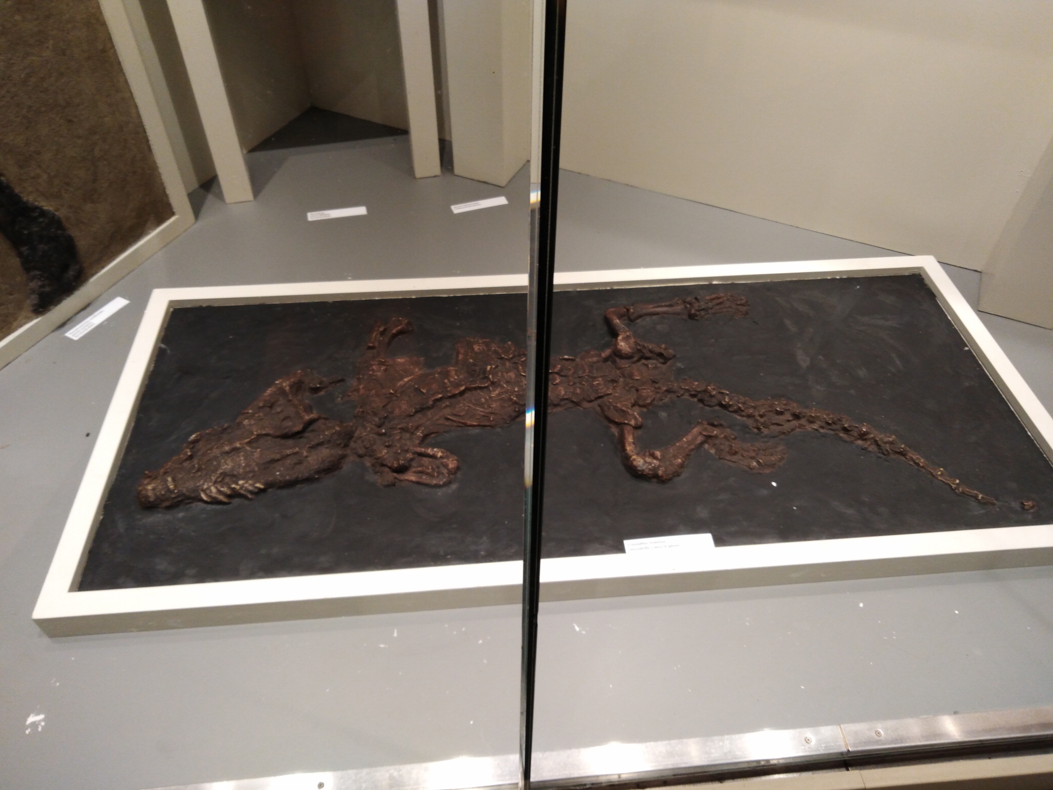 fossile coccodrillo