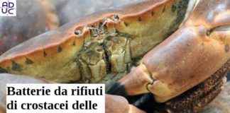 Batterie da rifiuti di crostacei delle nostre tavole