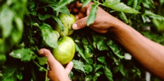 Filiere agricole nazionali: 2 miliardi di finanziamenti da Mipaaf e Cdp filiere agricole