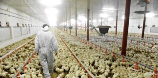 Focolai d’influenza aviaria in Veneto, Joe Formaggio (FdI): “Oltre 2000 aziende agricole ripiombano nell’incubo” focolaio di influenza aviaria