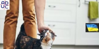 Capire scientificamente se il gatto ti vuole bene