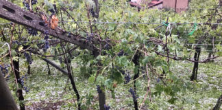 Ondata di maltempo sul Veneto: fenomeni dal Vicentino al Garda. Valpolicella colpita da grandine e vento: a rischio vendemmia ondata maltempo veneto
