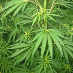 Marijuana medica, sondaggio in Kentucky: 99% favorevole alla legalizzazione e 60% a quella ricreativa marijuana
