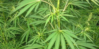 Marijuana medica, sondaggio in Kentucky: 99% favorevole alla legalizzazione e 60% a quella ricreativa marijuana