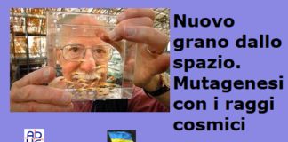 Nuovo grano dallo spazio. Mutagenesi con i raggi cosmici mutagenesi spaziale