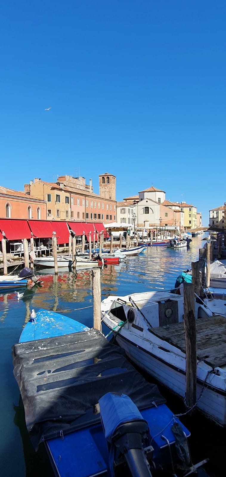 scorcio chioggia