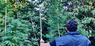 Tre piante di marijuana nell’orto fuori casa: sequestro e denuncia a Noventa Vicentina tre piante di marijuana guardia finanza vicenza