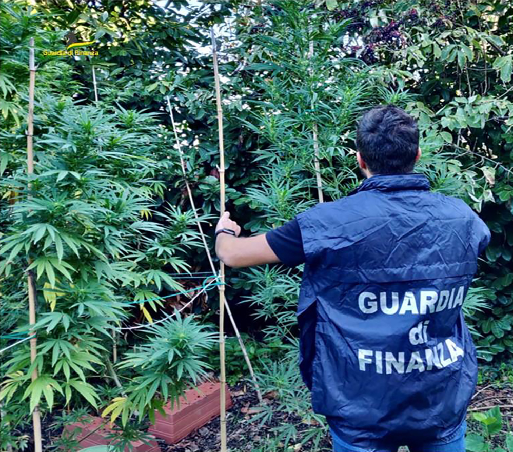 tre piante di marijuana guardia finanza vicenza