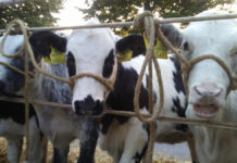 Fiera Franca a Bassano del Grappa, Lav ai dirigenti scolastici: “Non portate i bambini” Bestiame alla Fiera Franca di Bassano del Grappa