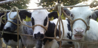 Fiera Franca di Autunno Bassano del Grappa al via: proteste degli animalisti. Lav “È tempo di cambiare” Bestiame alla Fiera Franca di Bassano del Grappa