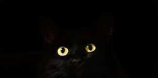 Dai fantasmi della superstizione ai fantasmi della ragione e del potere Dai fantasmi della superstizione ai fantasmi della ragione