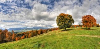 Si alza il sipario sul “foliage”, lo spettacolo d’autunno da scoprire ad Asiago il 22 e 23 ottobre Foliage Asiago
