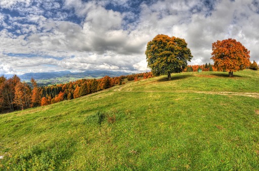 Foliage Asiago