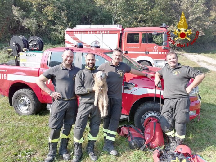 Lillo, cane meticcio di 16 anni, cade in dirupo a San Zeno a Schio, lo salvano vigili del fuoco