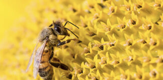 Lonigo, dall’alveare alla tavola: percorso esperienziale sulle api api