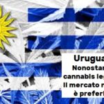 Uruguay, Aduc: nonostante cannabis legale, il mercato nero è preferito Uruguay, cannabis legale ma c'è mercato nero