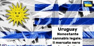 Uruguay, Aduc: nonostante cannabis legale, il mercato nero è preferito Uruguay, cannabis legale ma c'è mercato nero