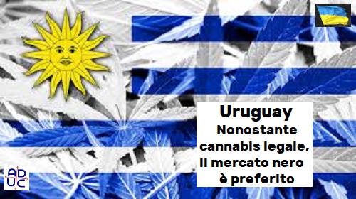 Uruguay, cannabis legale ma c'è mercato nero