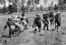 Vercelli, parte seconda: la storia e la tradizione contadina – La Via Francigena destinazione Roma, la 9ª tappa dal Nord copertina vercelli 2
