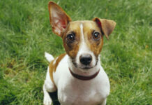 Monteviale: anziano e jack russell aggrediti e feriti dal cane dei vicini: chiesto l’intervento del sindaco jack russell