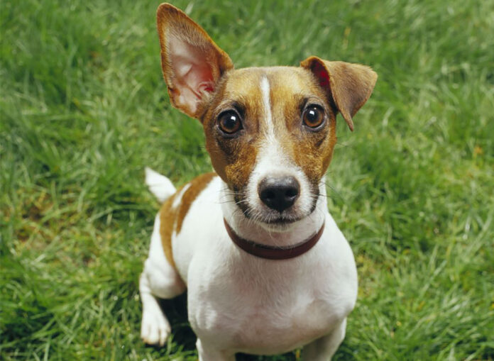 jack russell