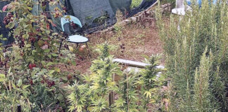 Valdagno, 20 piante di marijuana in giardino e munizioni in casa: 45enne arrestato dai carabinieri valdagno marijuana in giardino