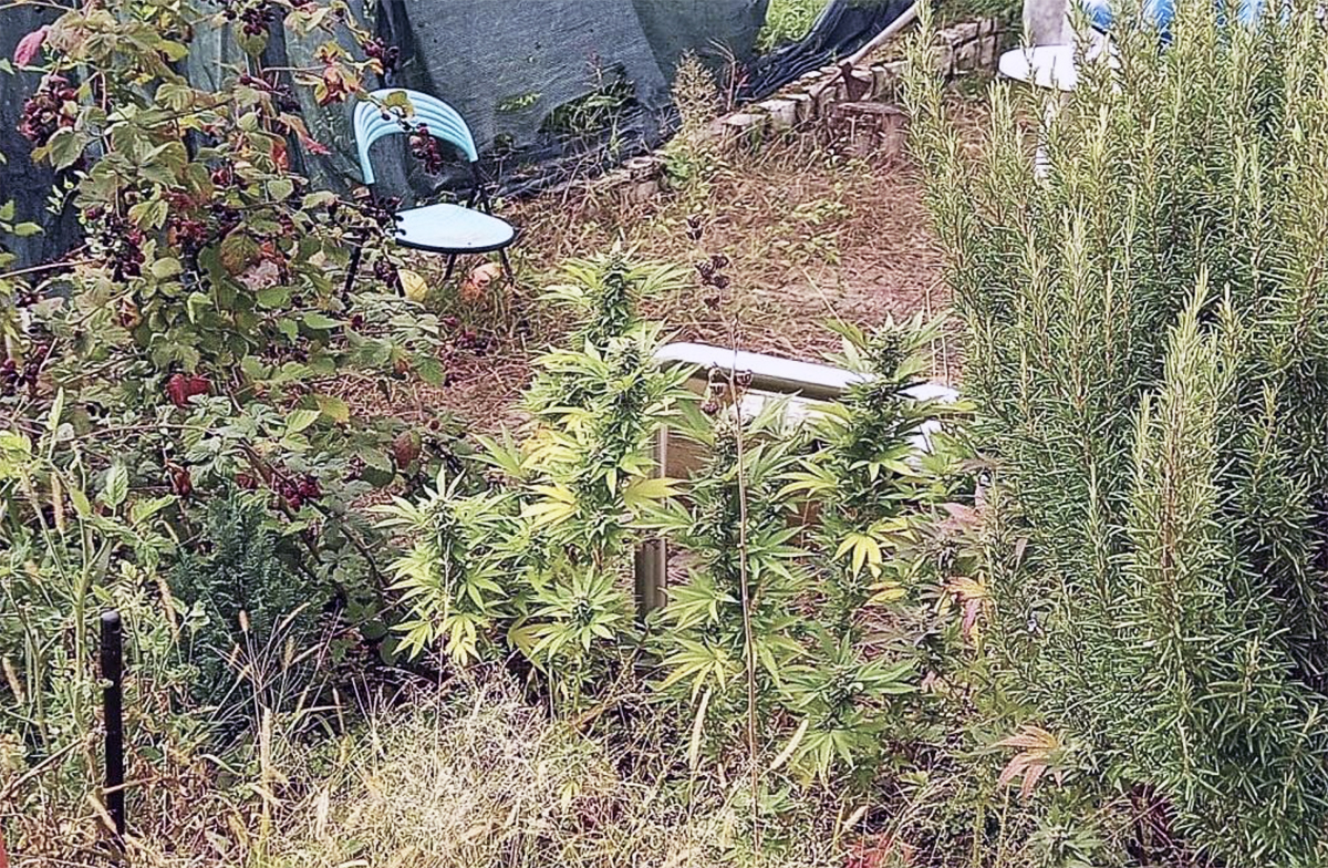 valdagno marijuana in giardino
