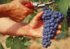 Meteo Vicenza, resiste la quarta ondata di calore: gli effetti della siccità sull’agricoltura lavoro sommerso nero montebello vicentino vigneto valpolicella e prosecco vicenza calore