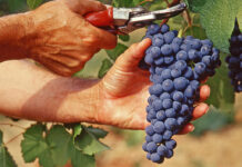 Valpolicella e Prosecco “pieni di veleni”? Valdegamberi e Casali difendono i vini veneti, ma Zanoni accusa: “Qui troppi pesticidi” lavoro sommerso nero montebello vicentino vigneto valpolicella e prosecco