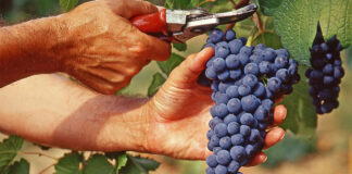 Valpolicella e Prosecco “pieni di veleni”? Valdegamberi e Casali difendono i vini veneti, ma Zanoni accusa: “Qui troppi pesticidi” lavoro sommerso nero montebello vicentino vigneto valpolicella e prosecco