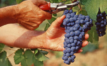 Meteo Vicenza, resiste la quarta ondata di calore: gli effetti della siccità sull’agricoltura lavoro sommerso nero montebello vicentino vigneto valpolicella e prosecco vicenza calore