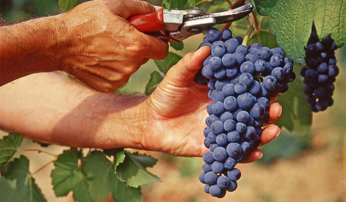 lavoro sommerso nero montebello vicentino vigneto