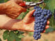 Meteo Vicenza, resiste la quarta ondata di calore: gli effetti della siccità sull’agricoltura lavoro sommerso nero montebello vicentino vigneto valpolicella e prosecco vicenza calore