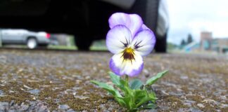 Vittime della strada, fondo e indennizzo al centro di un incontro Consap con Ania e Ivass vittime della strada