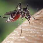 Malattie trasmesse da vettori in Veneto, la Regione aggiorna il piano: lotta a zecche e zanzare zanzara west nile veneto malattie