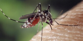 West Nile in Veneto, nel nuovo bollettino regionale 500 casi totali confermati zanzara west nile veneto malattie