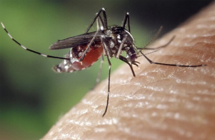 zanzara west nile veneto malattie