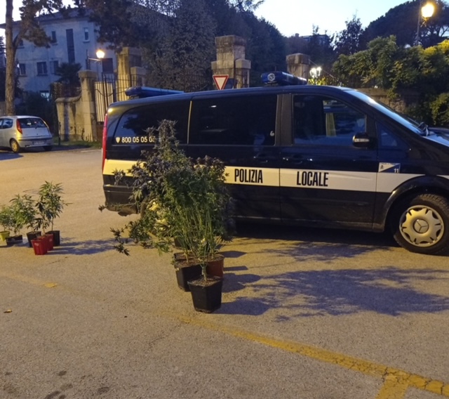 Coltivava marijuana in casa, denunciato un 39enne a Thiene