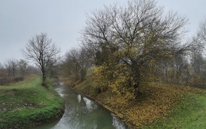 Giornata dell'Albero