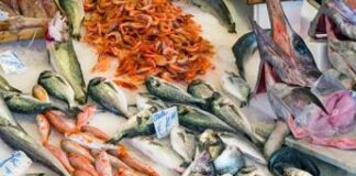 Da Msc-Ieo 9 ricette di pesce amiche della salute e dell’ambiente
