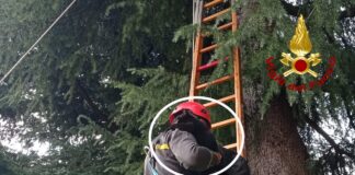 Fara Vicentino, vigili del fuoco salvano micio salito sulla cima di un pino di 12 metri Fara Vicentino vigili del fuoco salvano gatto su pino